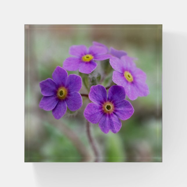Floral Paperweight with Pretty Primula Flowers (Front)