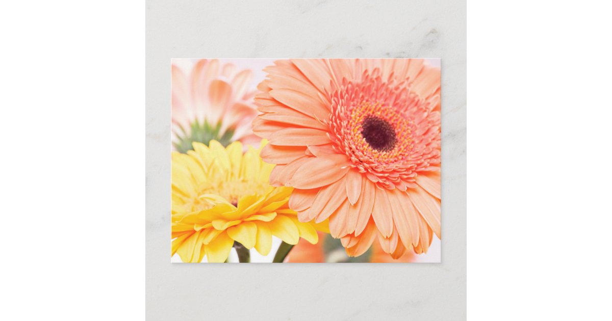 Floral Peach Orange And Yellow Gerbera Daisies Postcard | Zazzle