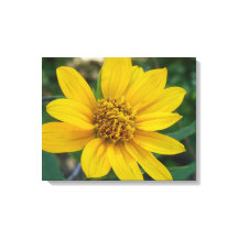 Floral Perfection in Sunshine Yellow