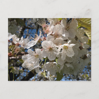 Floral photo postcard with white flowers