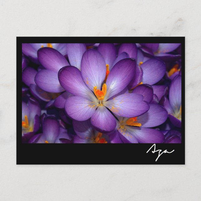 Floral Photo Still Life. Postcard (Front)