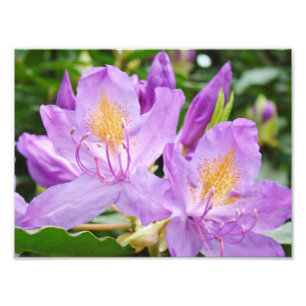 Floral Photograhpy prints Purple Rhododendrons