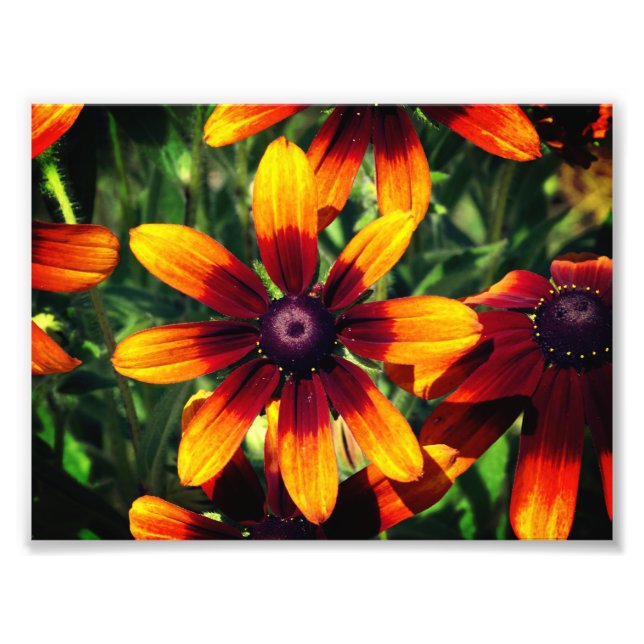Floral Photography  Kodak Professional Photo Print (Front)
