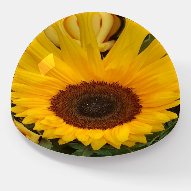 Floral Photography Sunflower Paperweight (Angled)