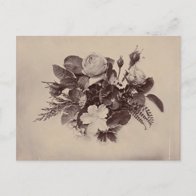 Floral Photography Vintage Art Postcard (Front)