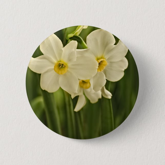 Floral Photography:  White Spring Narcissus Pinback Button (Front)