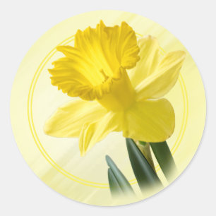 Floral Photography Yellow Daffodil Nature Pic Classic Round Sticker