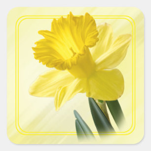 Floral Photography Yellow Daffodil Nature Pic Square Sticker