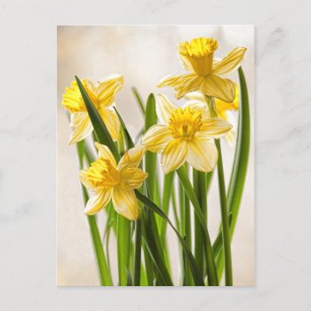 Floral Photography:  Yellow Spring Daffodils Postcard by NancyTrippPhotoGifts at Zazzle