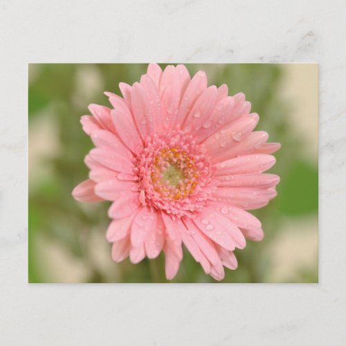 Floral Pink Gerbera Daisy Flower  Hello Love Postcard