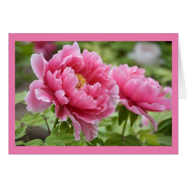 Floral Pink Peonies Flower Blank Cards (Front Horizontal)