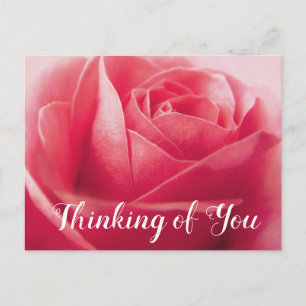 Floral Pink Rose Flower, Thinking of You, Hello Postcard