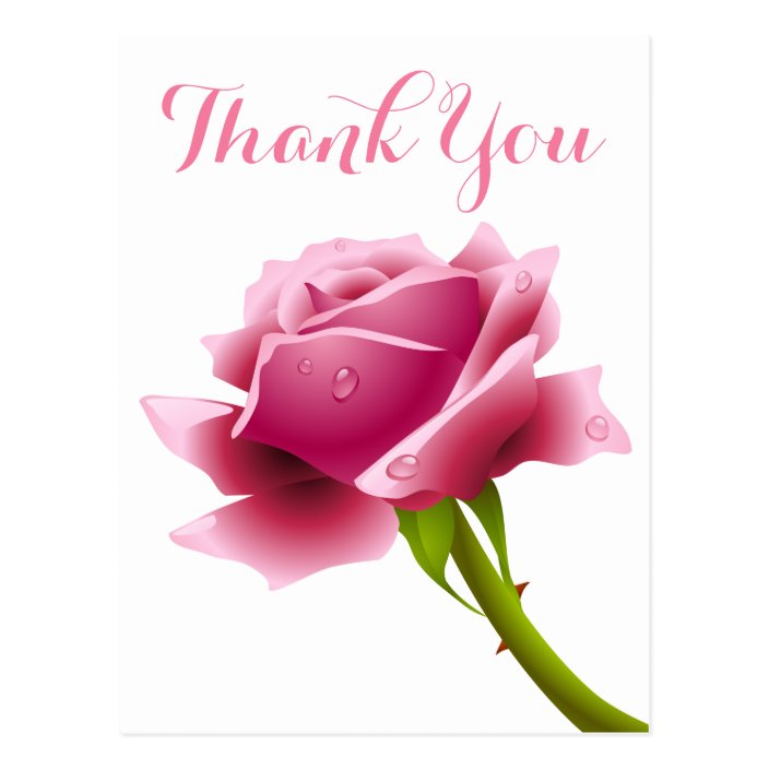 Floral Pink Thank You Rose Flowers Postcard | Zazzle.com