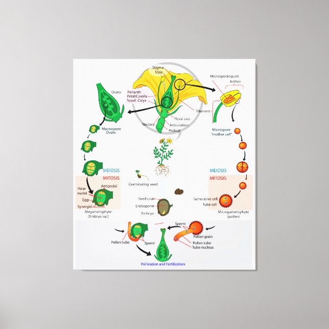 Floral Plant Angiosperm Life Cycle Diagram Chart Canvas Print (Front)