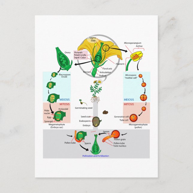 Floral Plant Angiosperm Life Cycle Diagram Chart Postcard (Front)