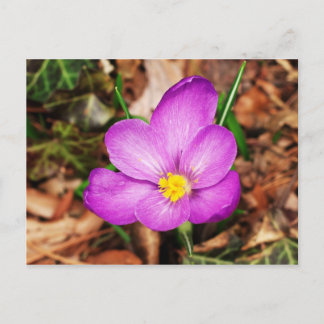 Floral Postcard