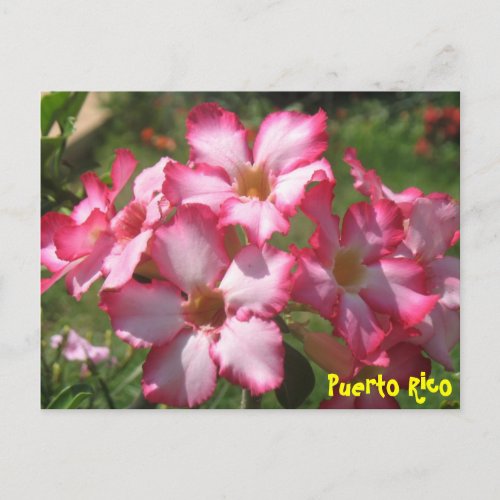 Floral Postcard 2