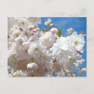 Floral postcards Pink white Blossom Flowers Spring