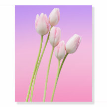 floral pretty Pink Tulips flower Art Poster