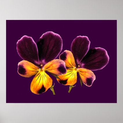 Floral Purple Yellow Pansy Flowers Poster