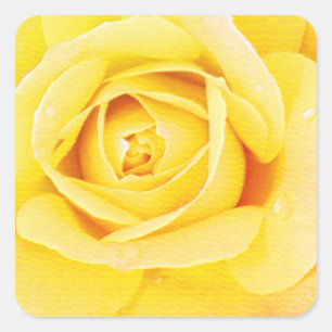 Floral Rose Flower Orange Yellow Easter Spring Square Sticker