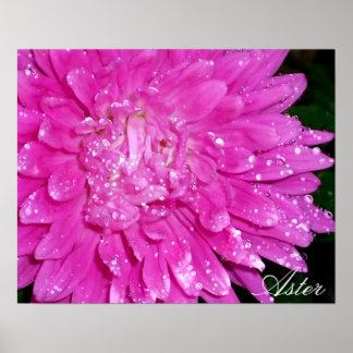 Floral Series: Asteraceae Poster