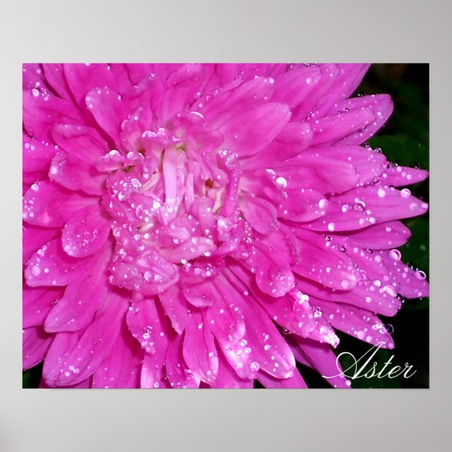 Floral Series:  Asteraceae Poster (Front)