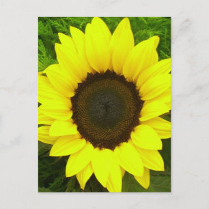Floral Sunflower Yellow and Green Flowers Postcard