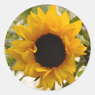 Floral Sunflower Yellow Flower Stickers