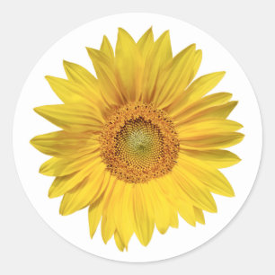Floral Sunflower Yellow Flower Wedding Classic Round Sticker