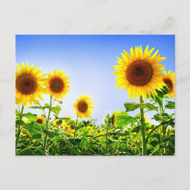 Floral Sunflower Yellow Flowers Blue Postcard (Front)