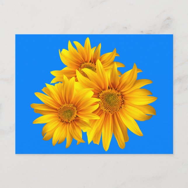 Floral Sunflower Yellow Flowers Blue Sky Postcard (Front)