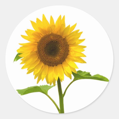 Floral Sunflower Yellow Sunflower Classic Round Sticker