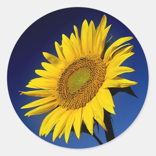 Floral  Sunflower Yellow Sunflowers Flower Wedding Classic Round Sticker