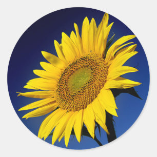 Floral Sunflower Yellow Sunflowers Flower Wedding Classic Round Sticker