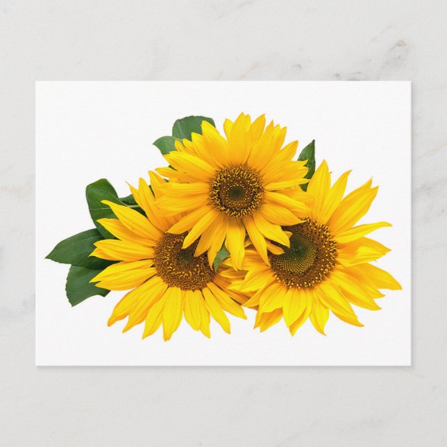 Floral Sunflowers Yellow Flowers Hello Love Thanks Postcard (Front)