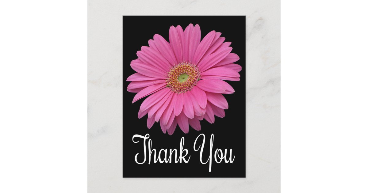 Floral Thank You Pink Gerbera Daisy Flower Black Postcard | Zazzle