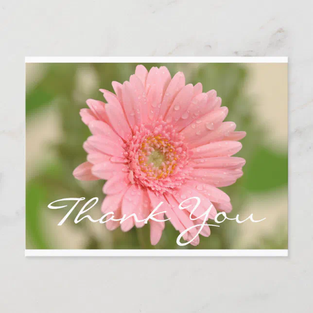 Floral Thank You Pink Gerbera Daisy Flower Postcard | Zazzle