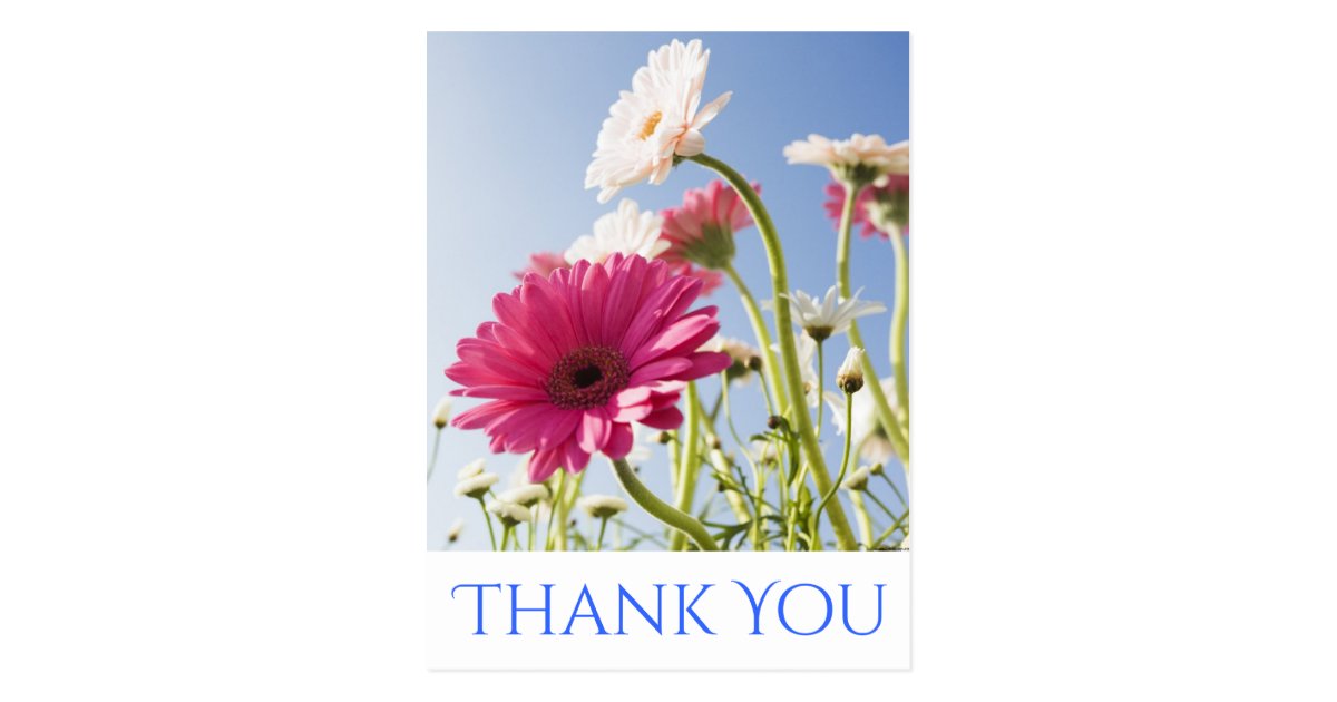 Floral Thank You Pink & White Gerbera Daisy Flower Postcard | Zazzle.com