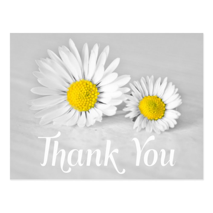 Floral Thank You White Daisies White Flowers Gray Postcard