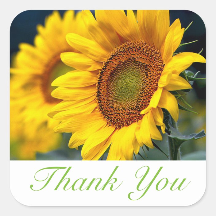 Floral Thank You Yellow Sunflower Flower Square Sticker Zazzle