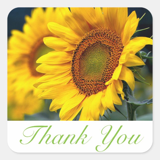 Floral Thank You Yellow Sunflower Flower Square Sticker (Front)