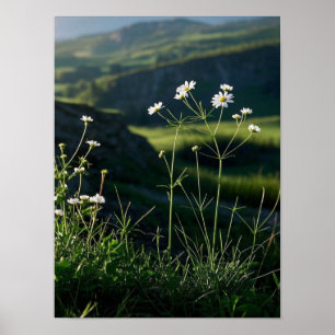 Floral White Daisy Nature Landscape Poster