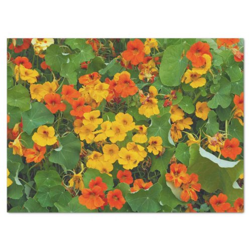 Floral Yellow and Orange Nasturtiums Photo Tissue Paper