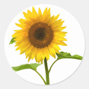 Floral Yellow & Green Sunflower Wedding Flower Classic Round Sticker