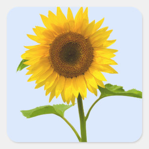 Floral Yellow Sunflower Blue Sky Flowers Square Sticker
