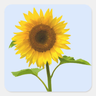 Floral Yellow Sunflower Blue Wedding Flower Square Sticker