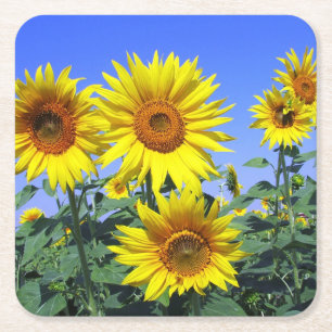 Floral Yellow Sunflower Flower Blue Wedding Party Square Paper Coaster