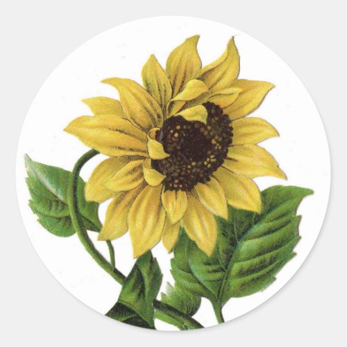 Floral Yellow Sunflower Vintage Flower Wedding Classic Round Sticker