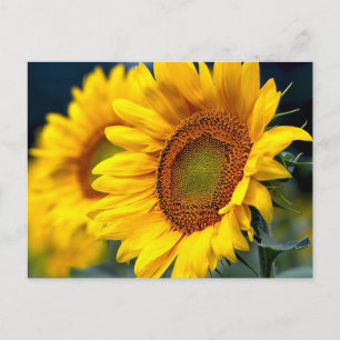 Floral Yellow Sunflowers - Hello, Love, Thank You Postcard